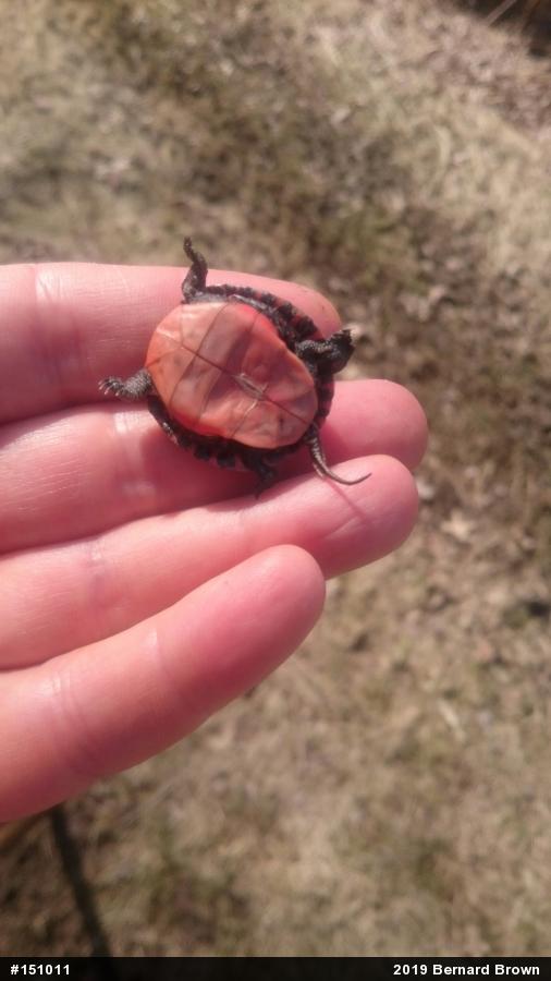 Painted Turtle