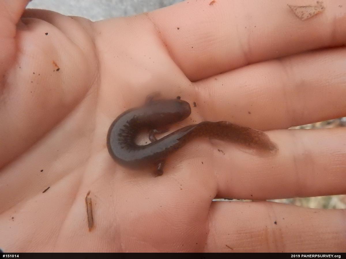 Northern Spring Salamander