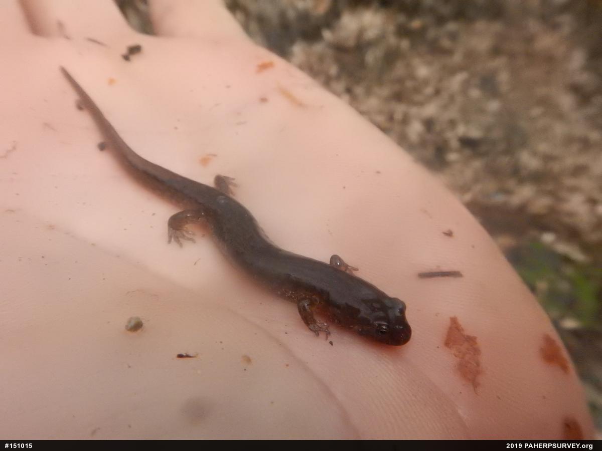 Northern Dusky Salamander