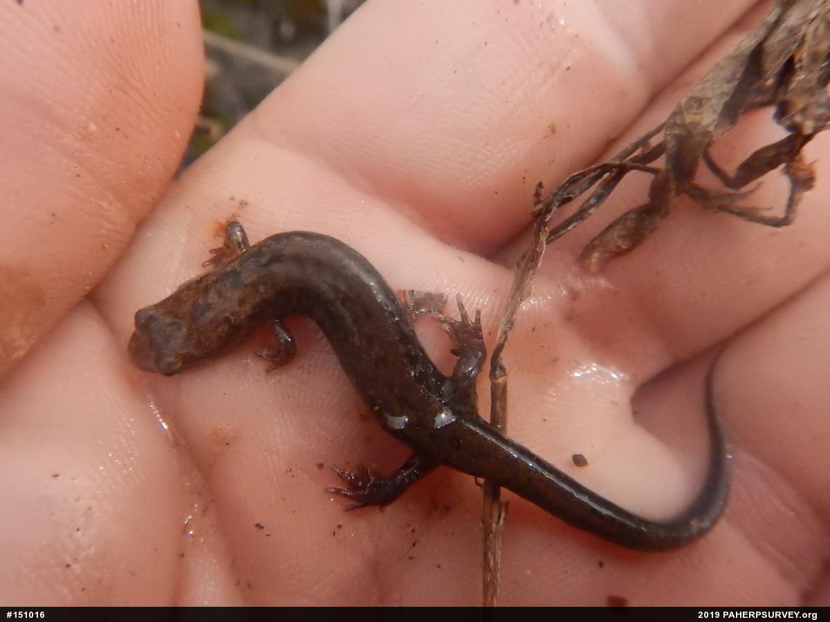 Allegheny Mountain Dusky Salamander