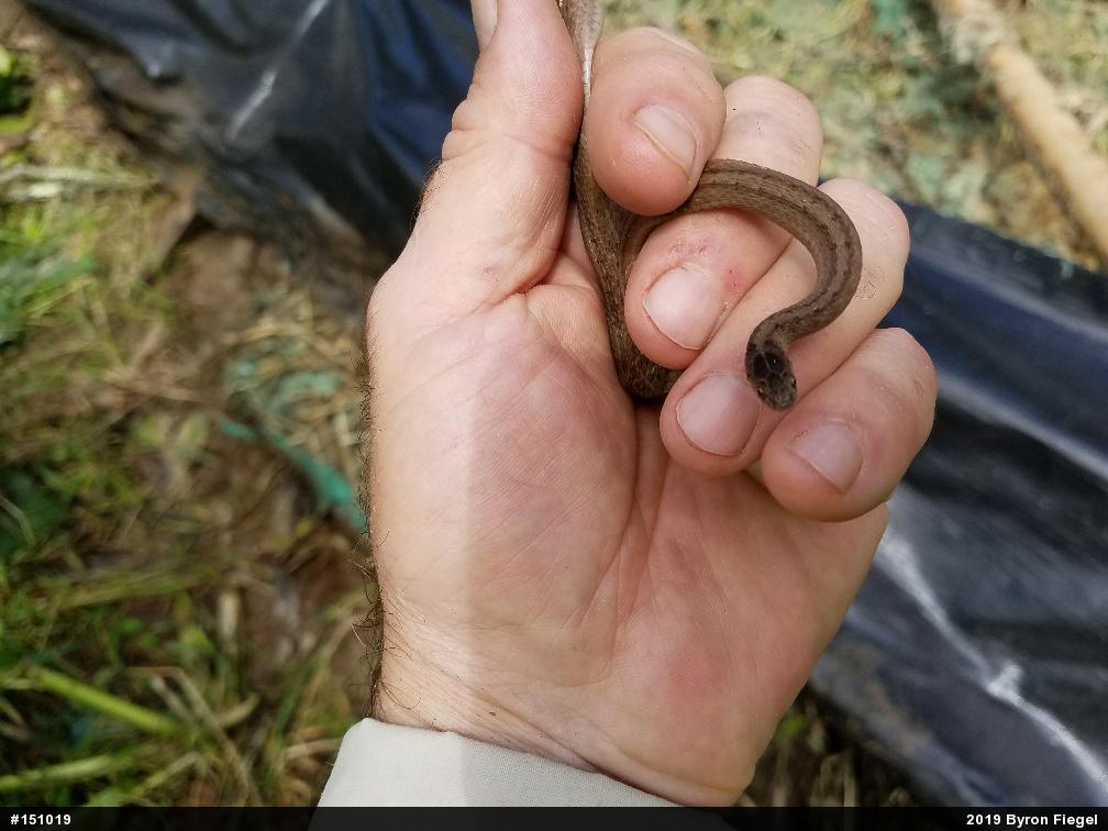 Dekay's Brownsnake