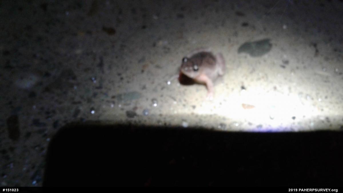 Spring Peeper