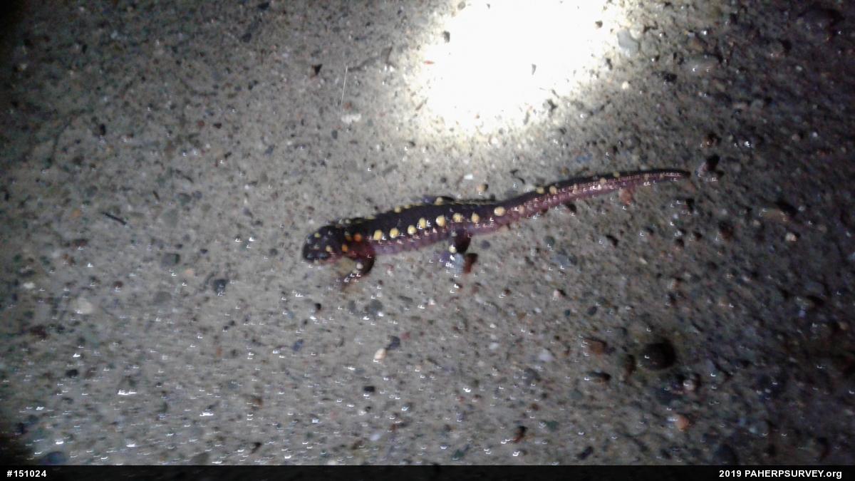 Spotted Salamander