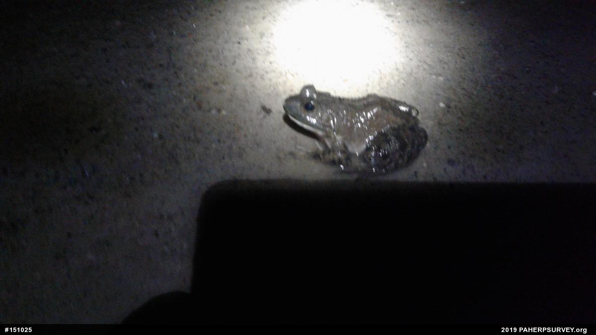 American Bullfrog