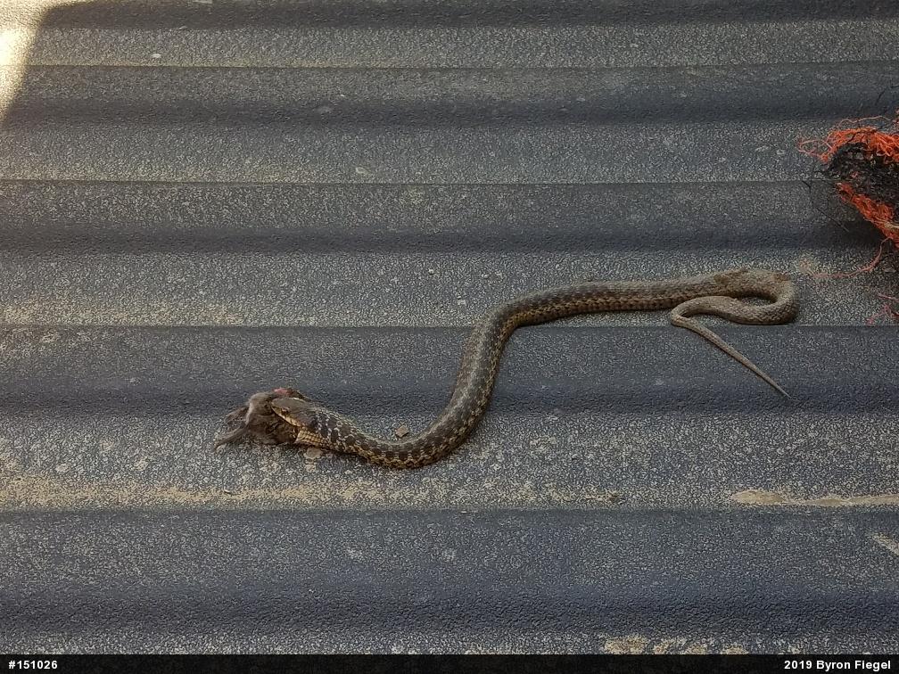 Eastern Gartersnake