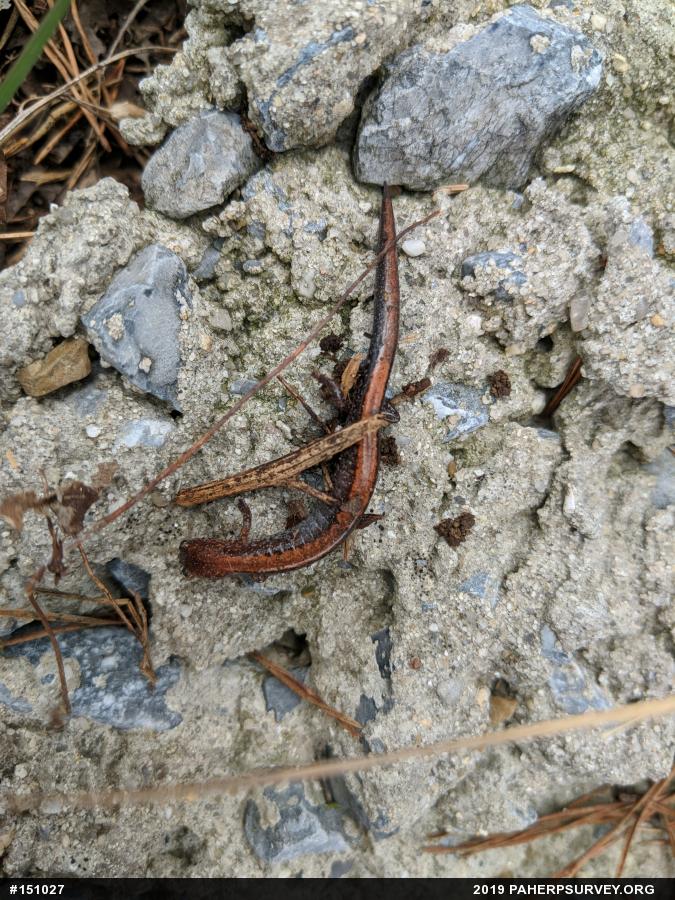 Eastern Red-backed  Salamander