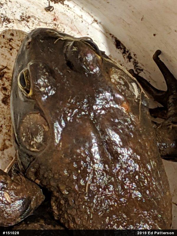 American Bullfrog