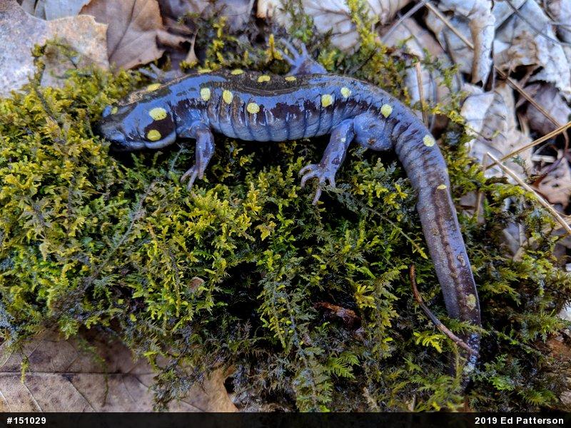 Spotted Salamander