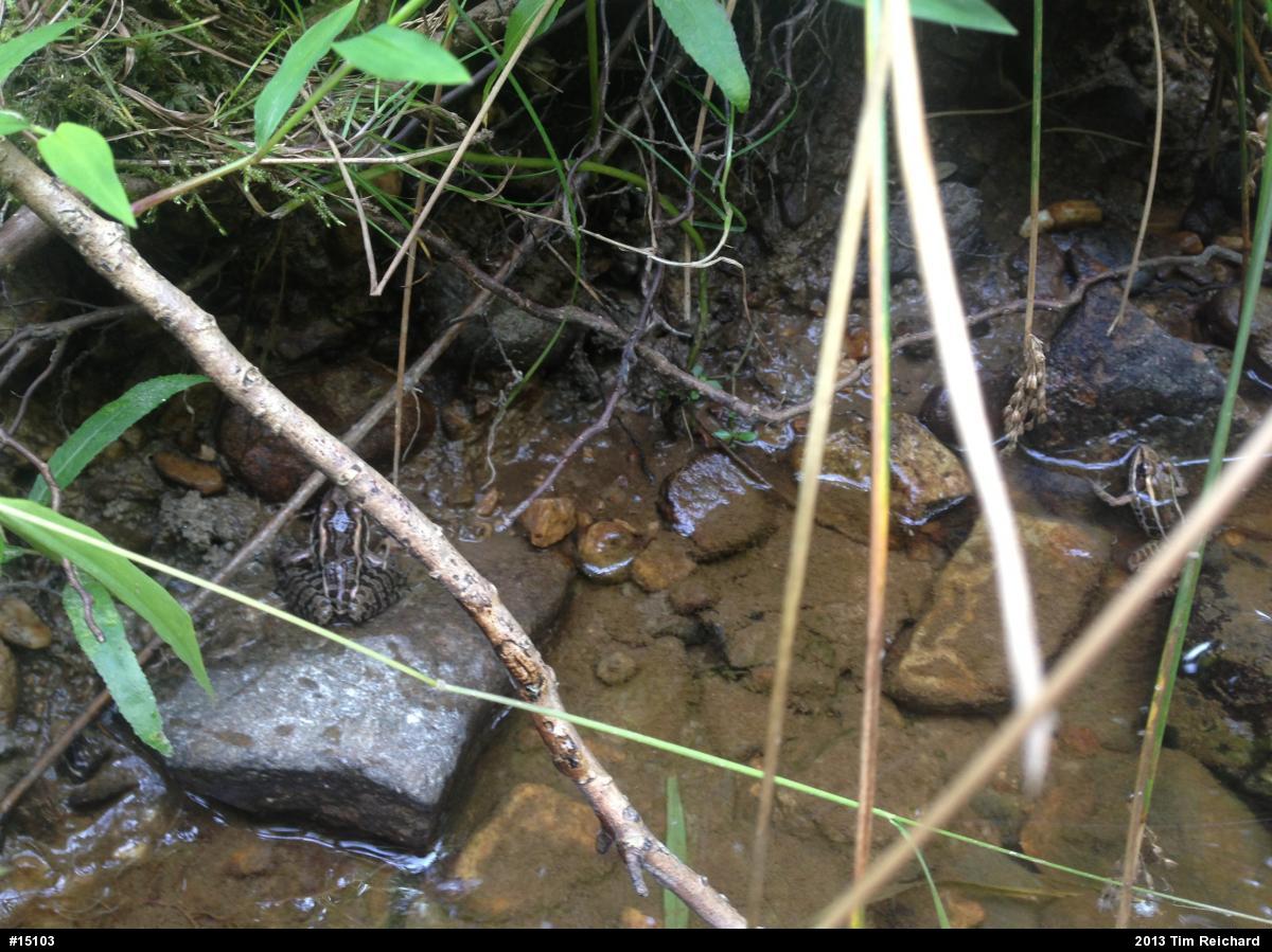 Pickerel Frog