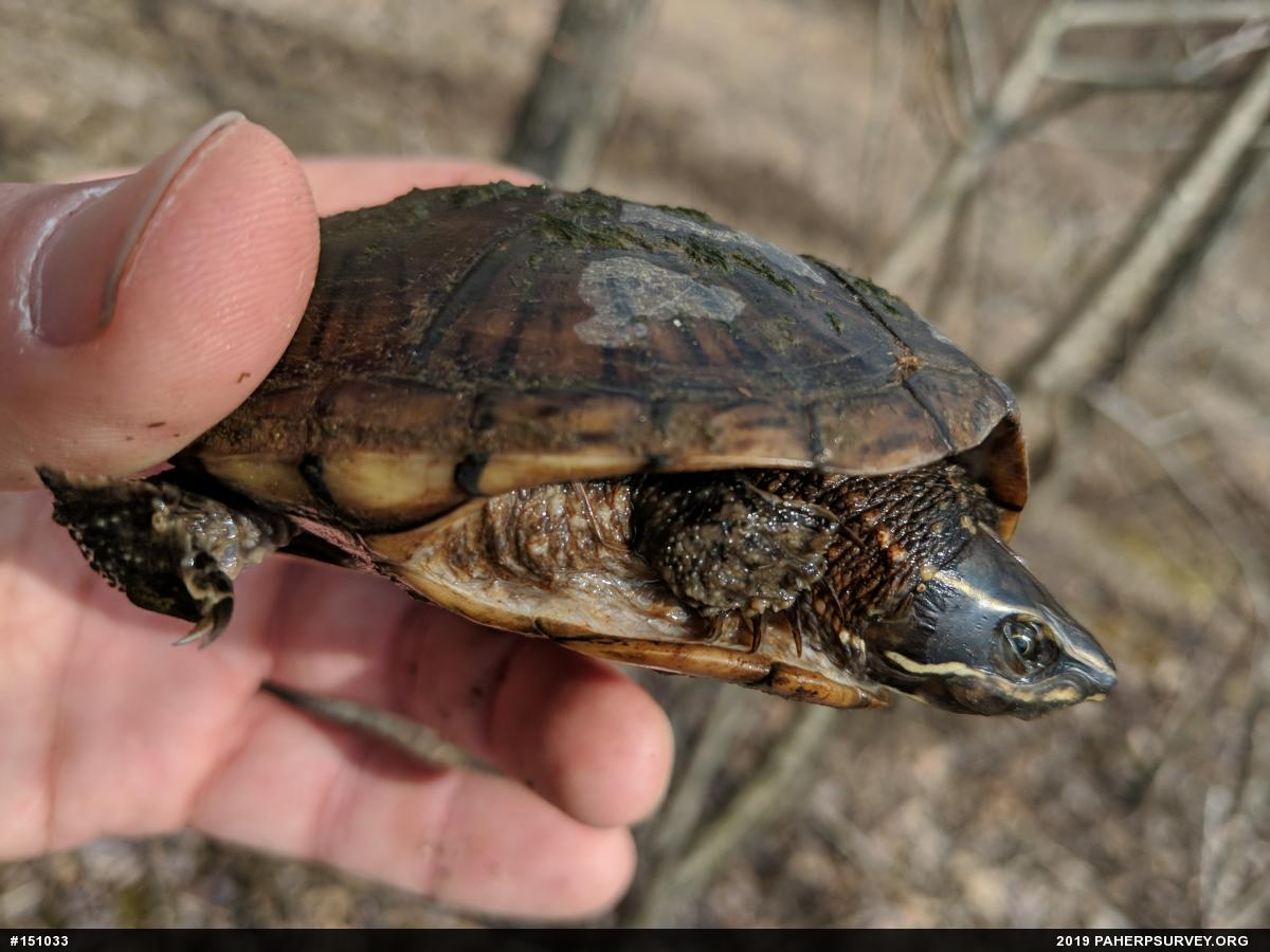 Eastern Musk Turtle