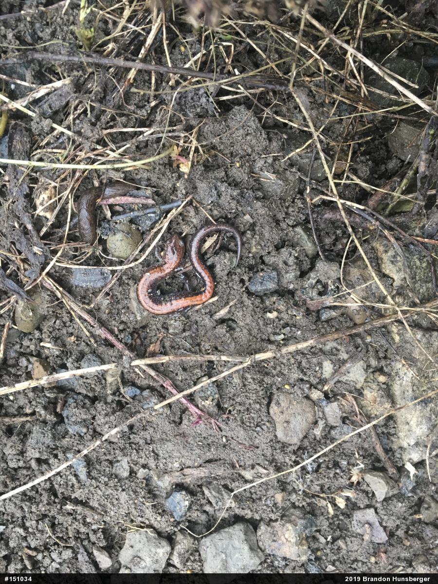 Eastern Red-backed  Salamander
