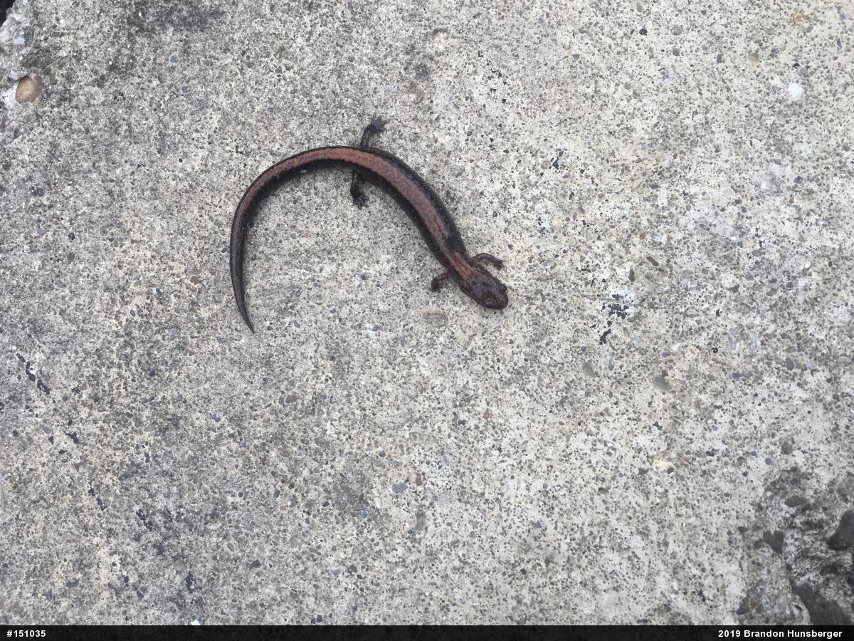 Eastern Red-backed  Salamander