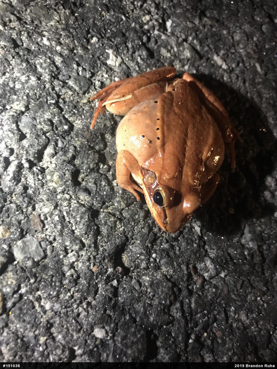 Wood Frog