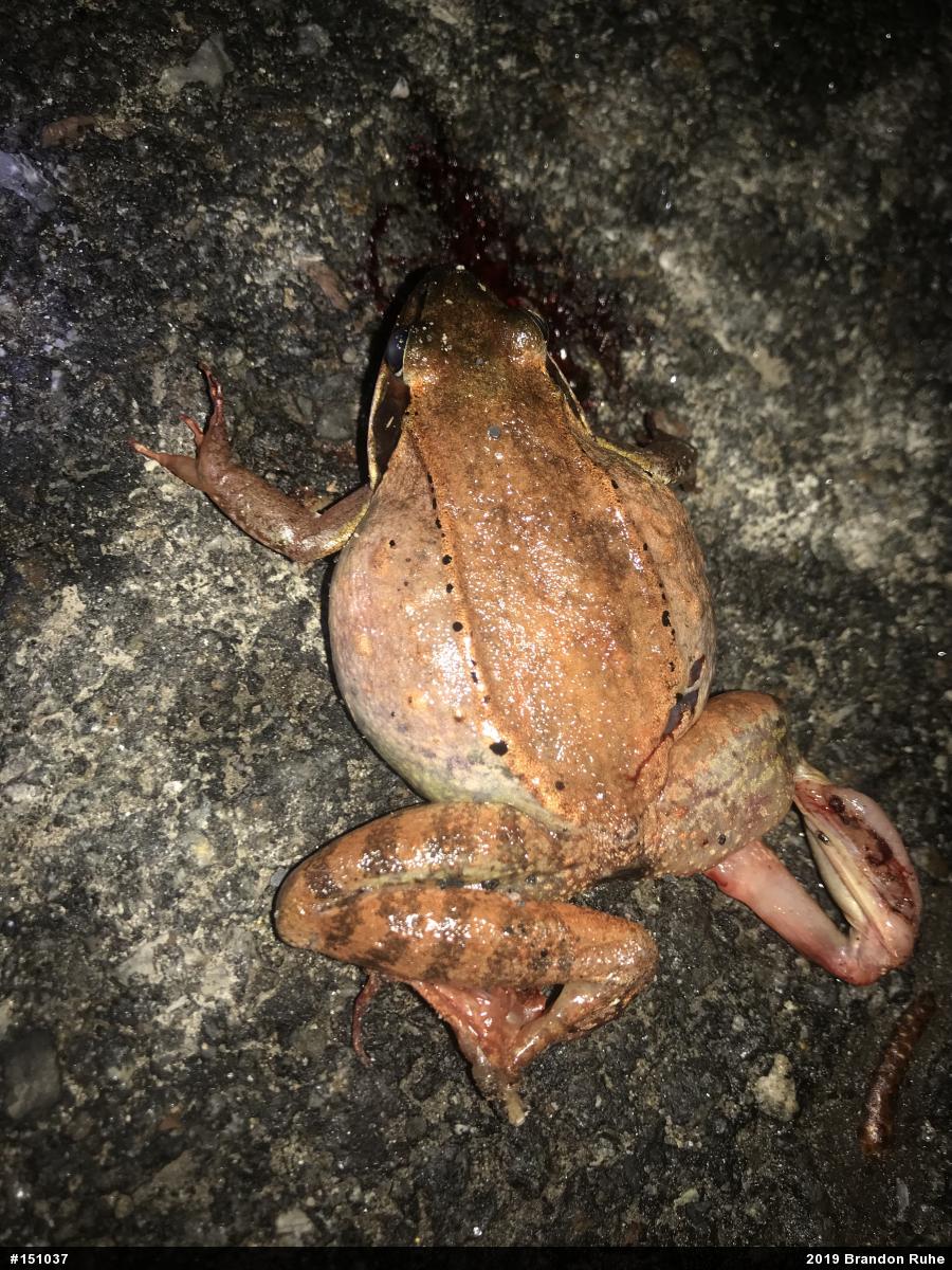 Wood Frog