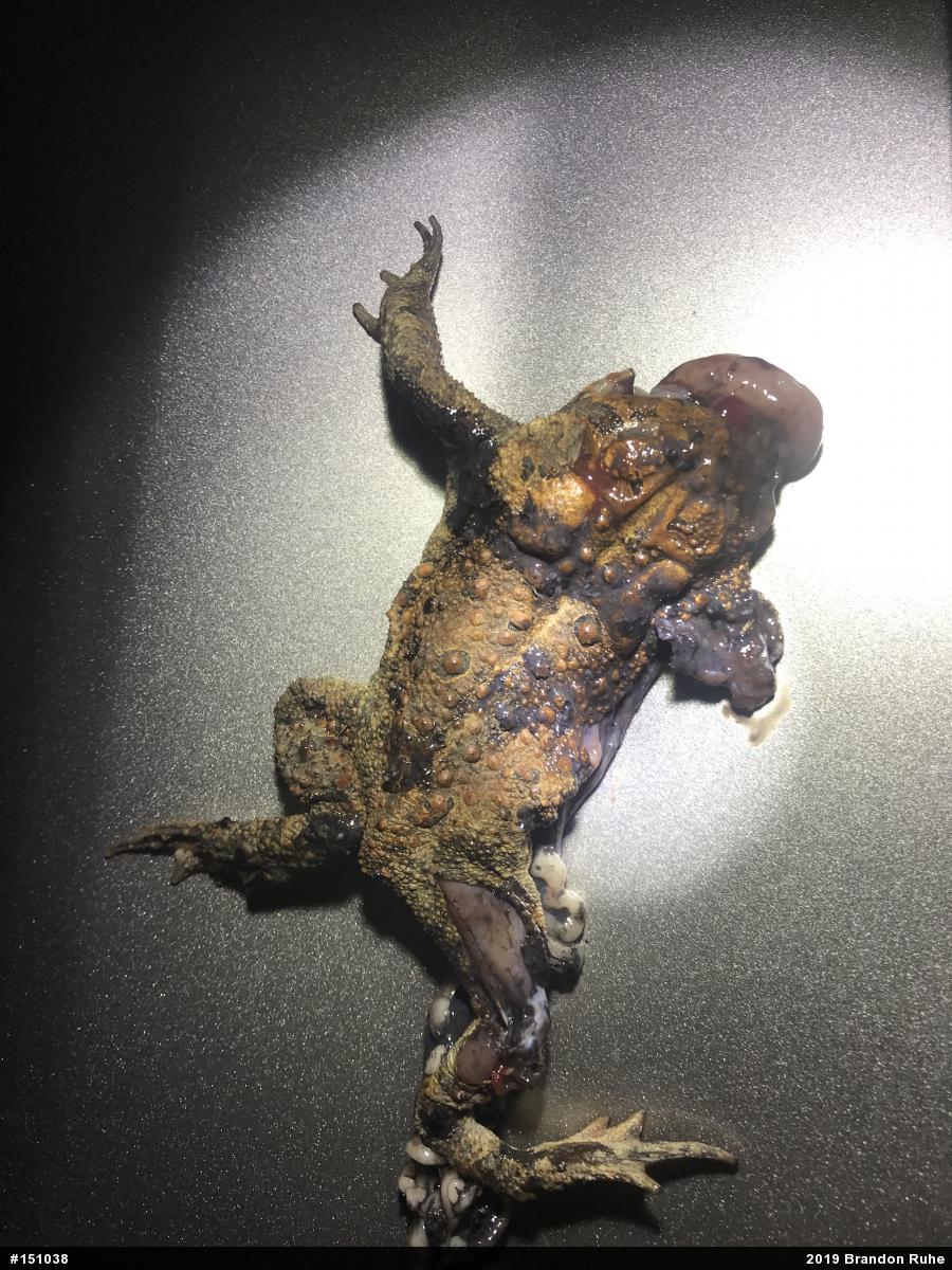 Eastern American Toad