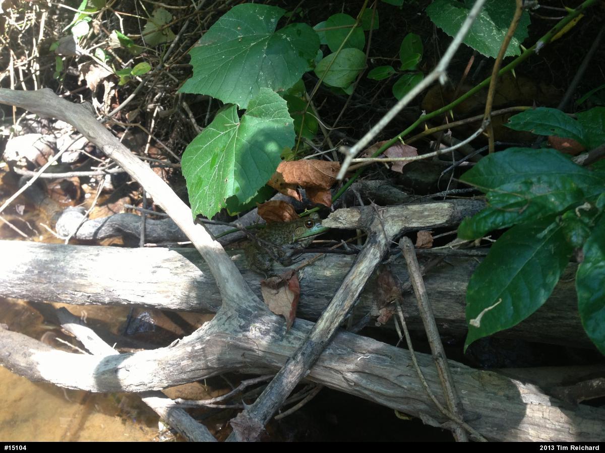 American Bullfrog