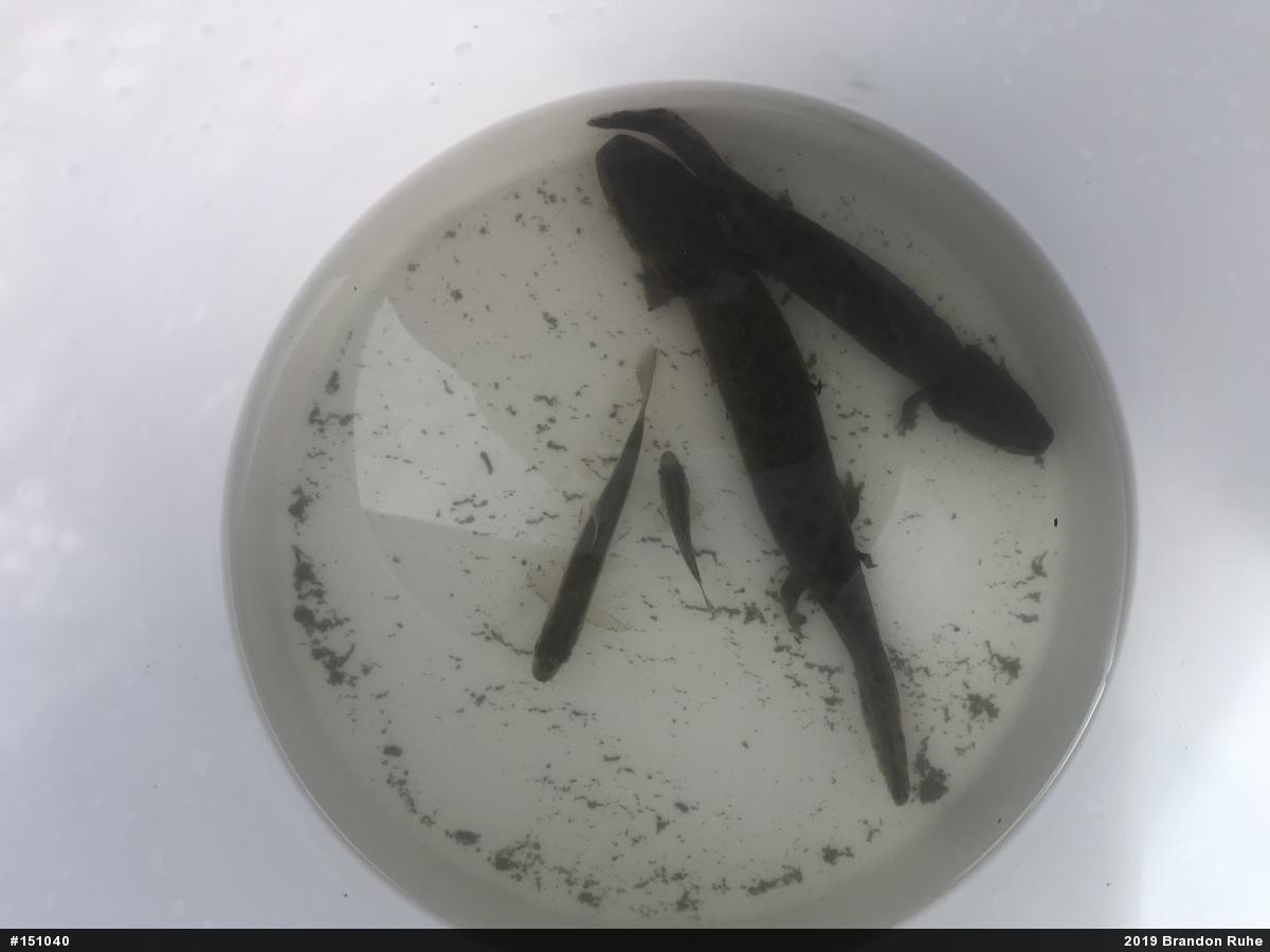 Common Mudpuppy