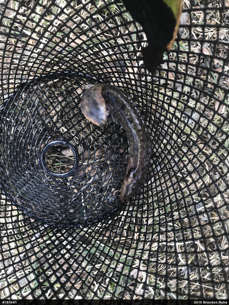 Common Mudpuppy