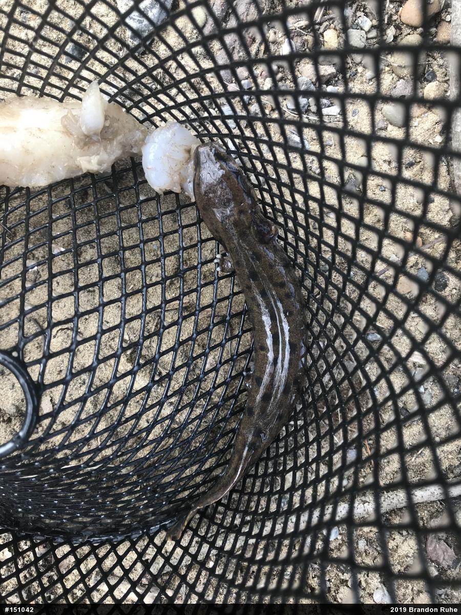 Common Mudpuppy