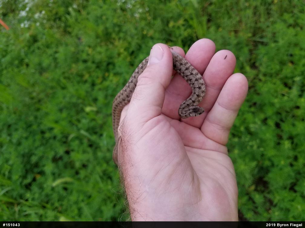 Dekay's Brownsnake