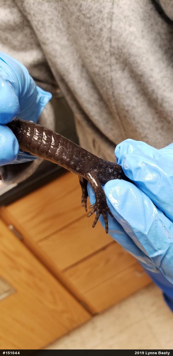 Jefferson Salamander