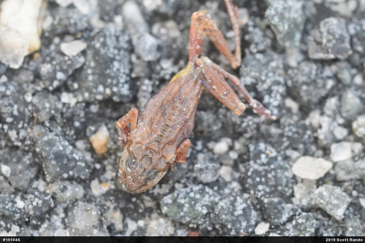 Spring Peeper