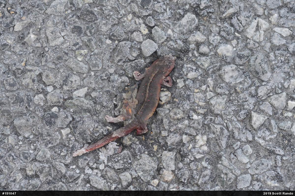 Red-spotted Newt