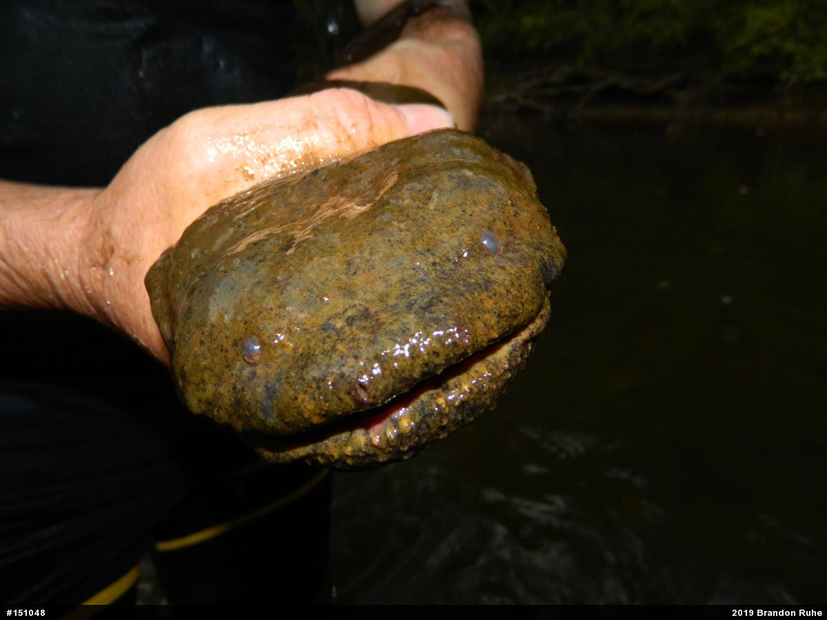 Eastern Hellbender
