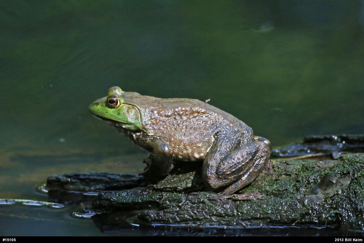 American Bullfrog