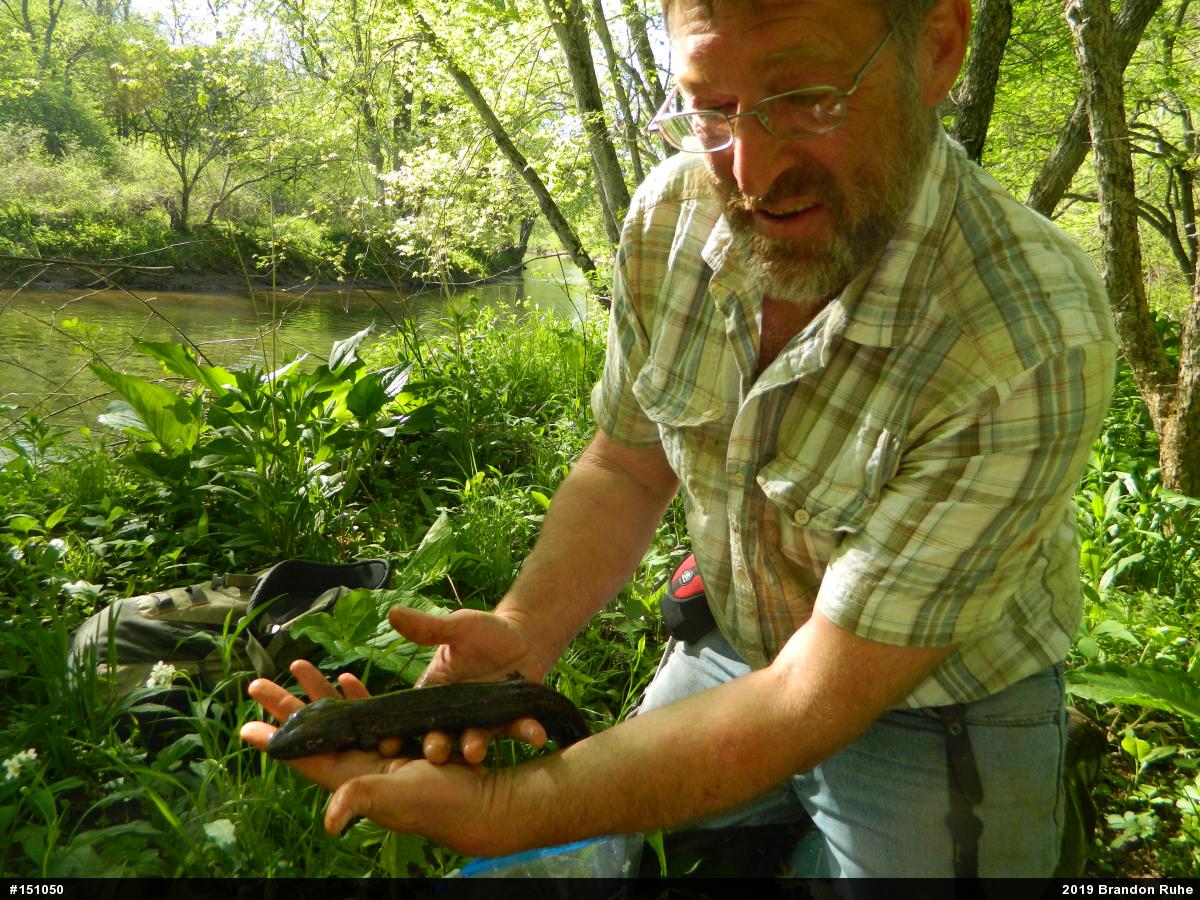 Common Mudpuppy
