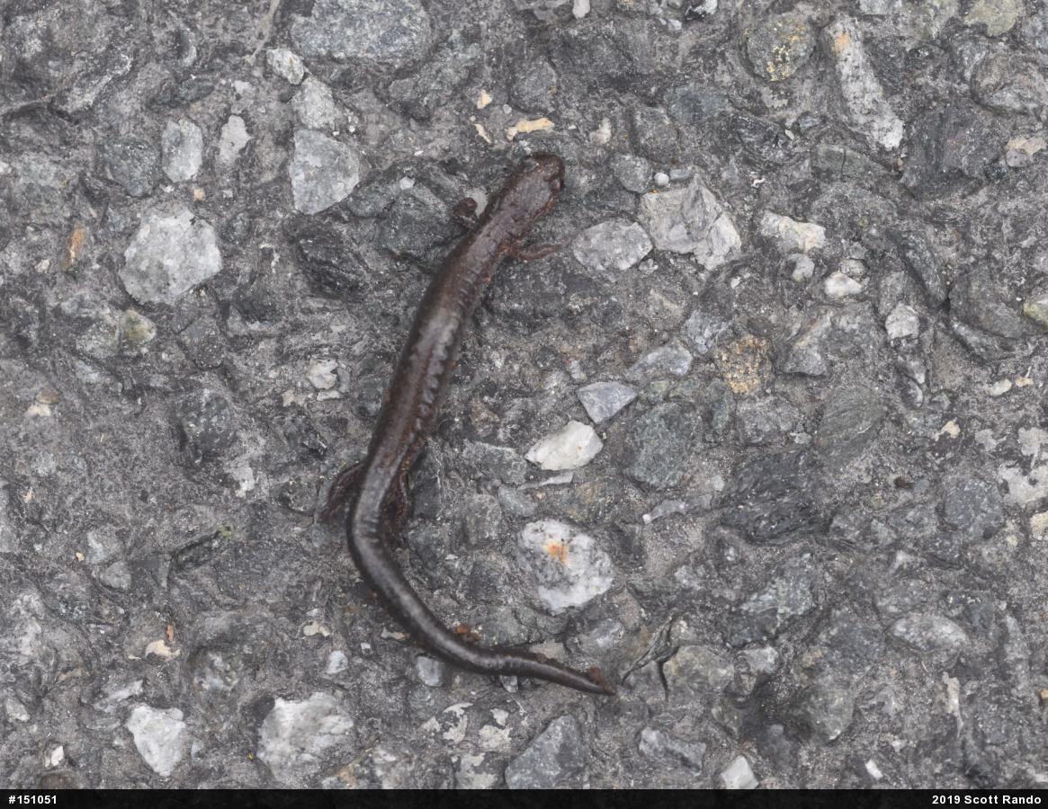 Eastern Red-backed  Salamander