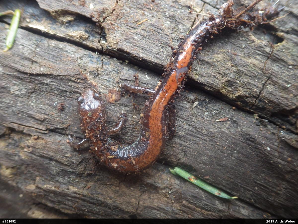 Eastern Red-backed  Salamander