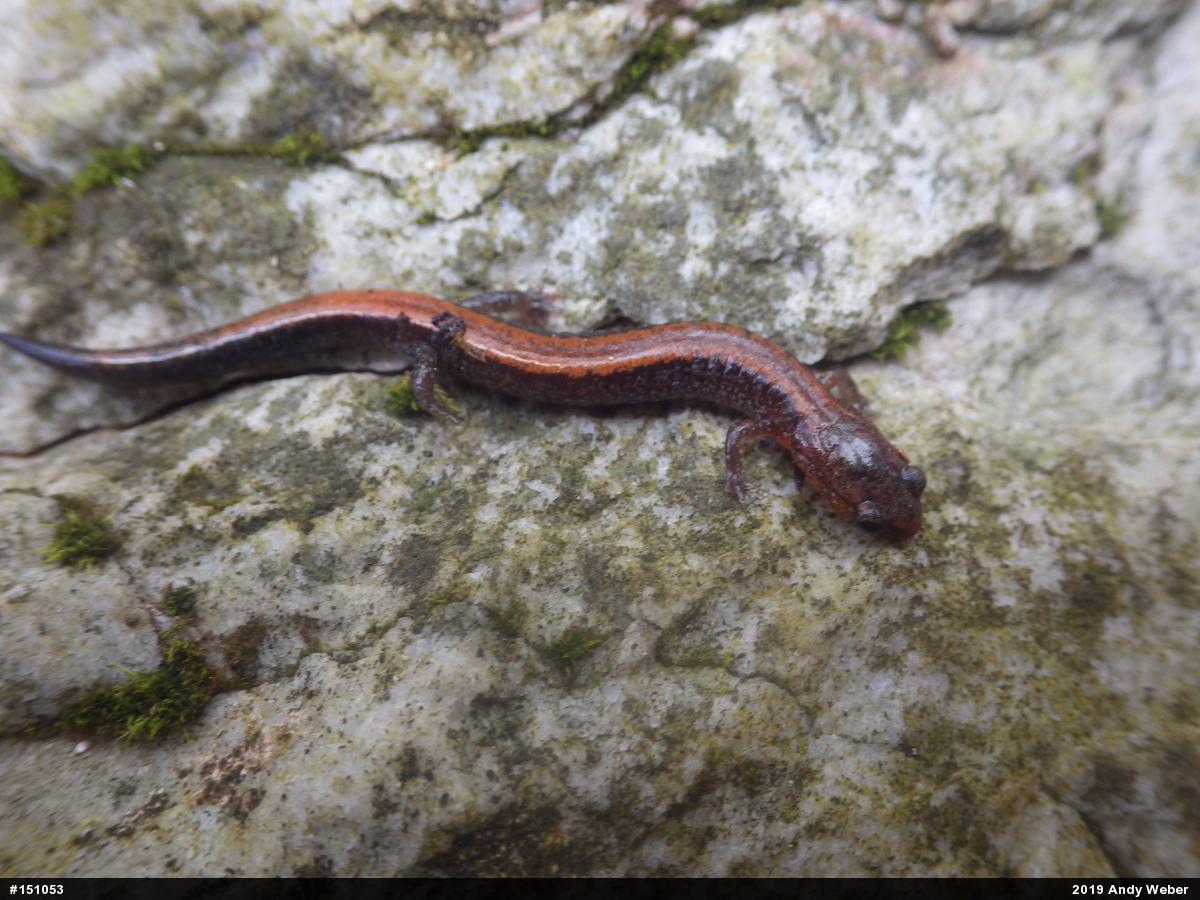Eastern Red-backed  Salamander