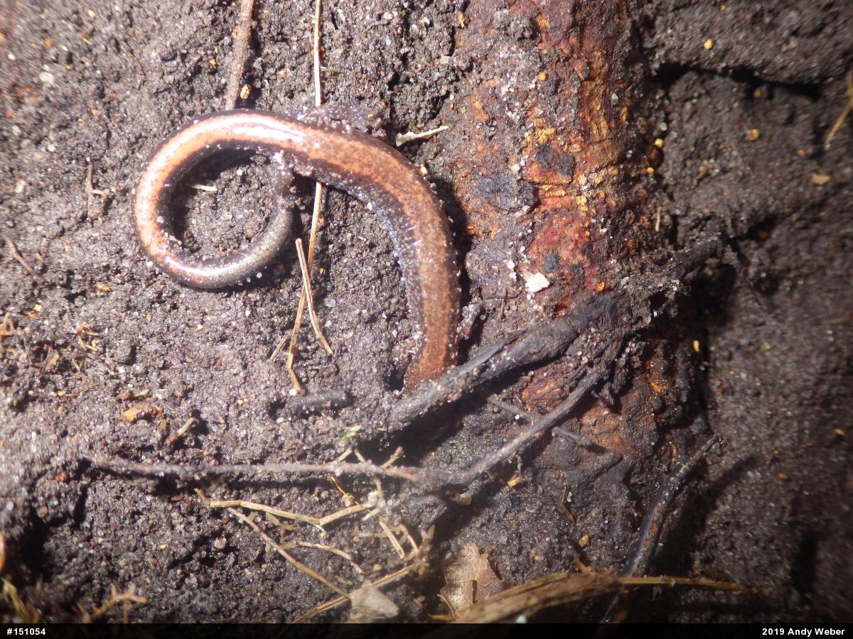 Eastern Red-backed  Salamander