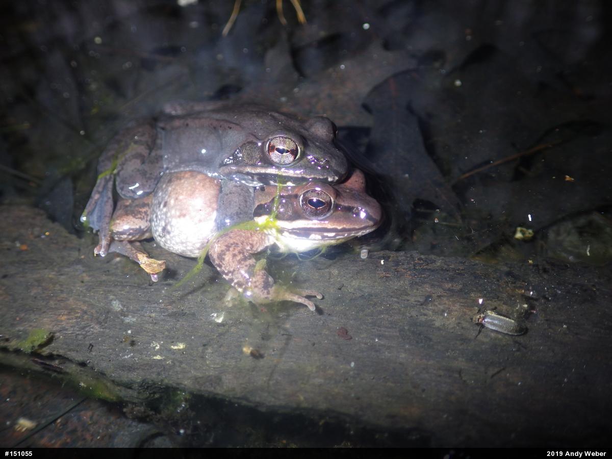 Wood Frog