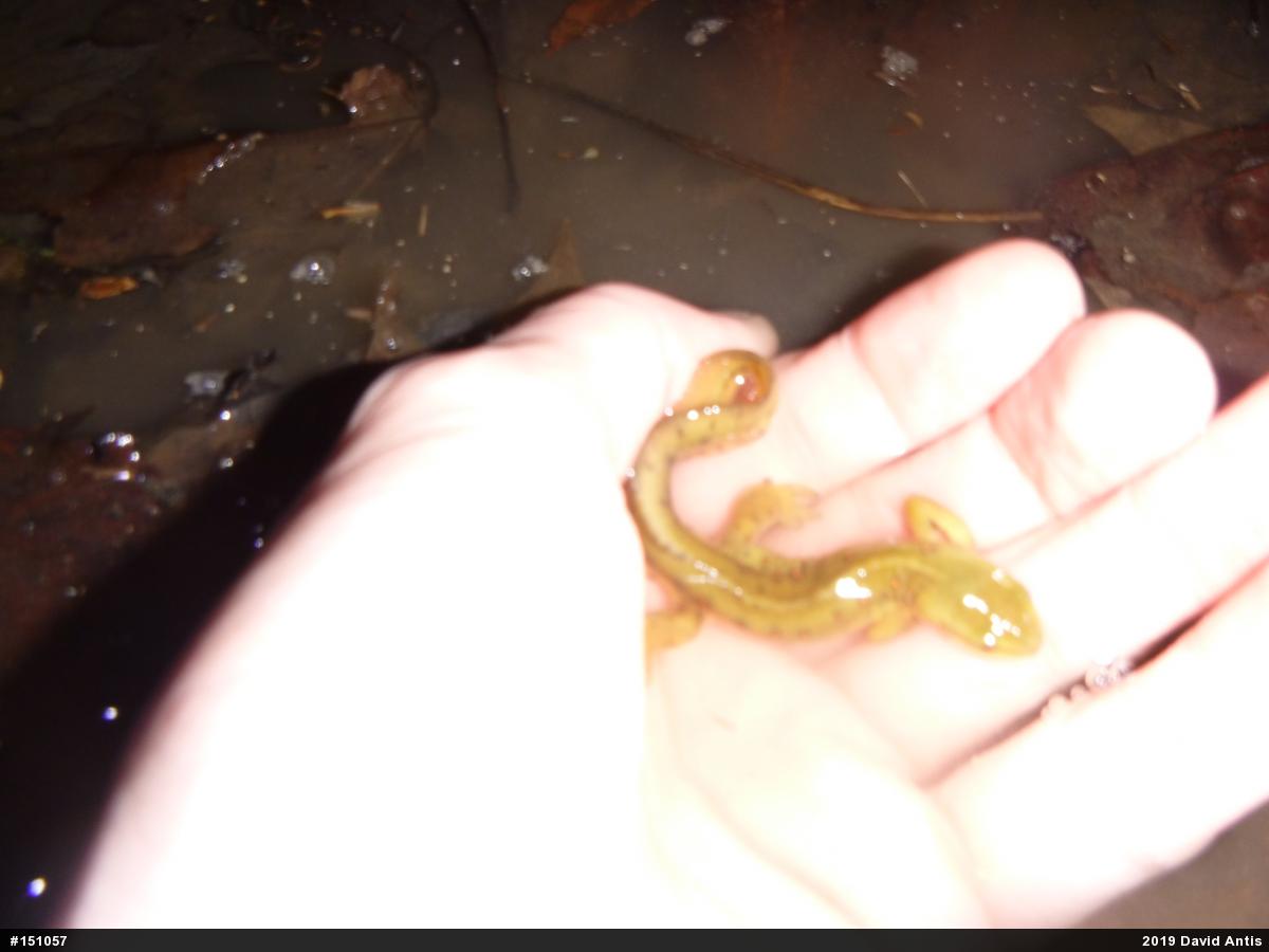 Red-spotted Newt