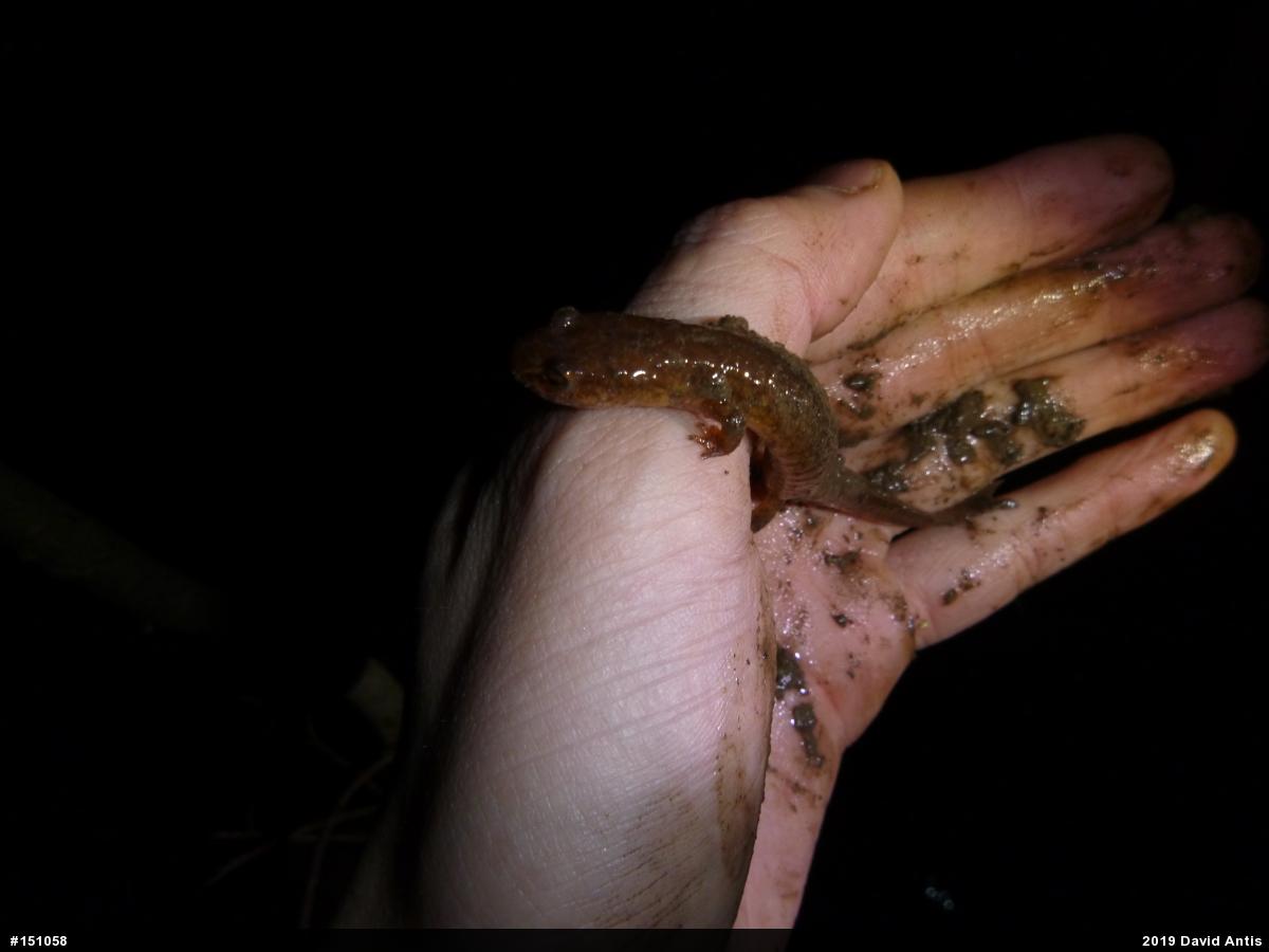 Northern Spring Salamander