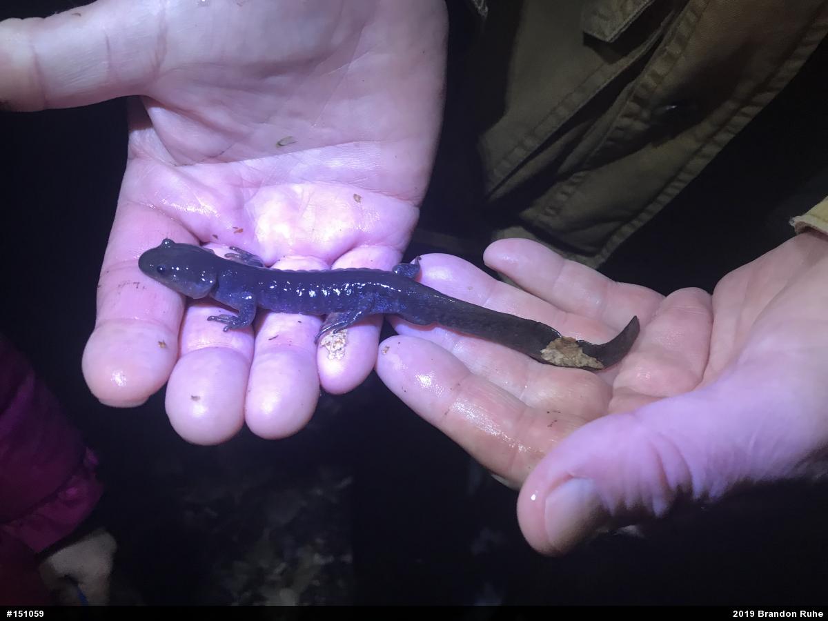 Jefferson Salamander