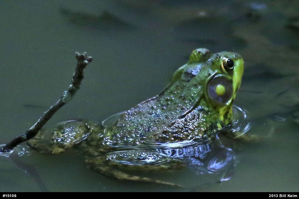 Green Frog