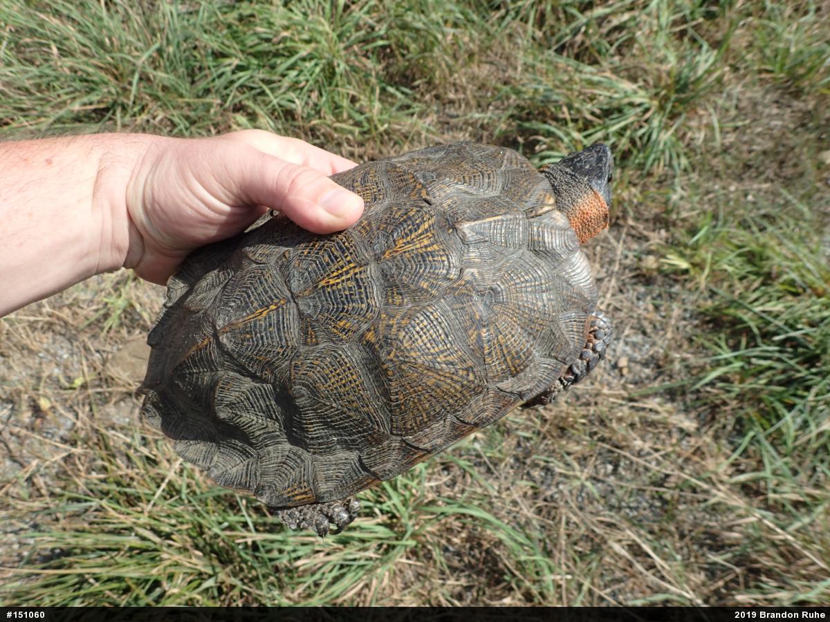 Wood Turtle