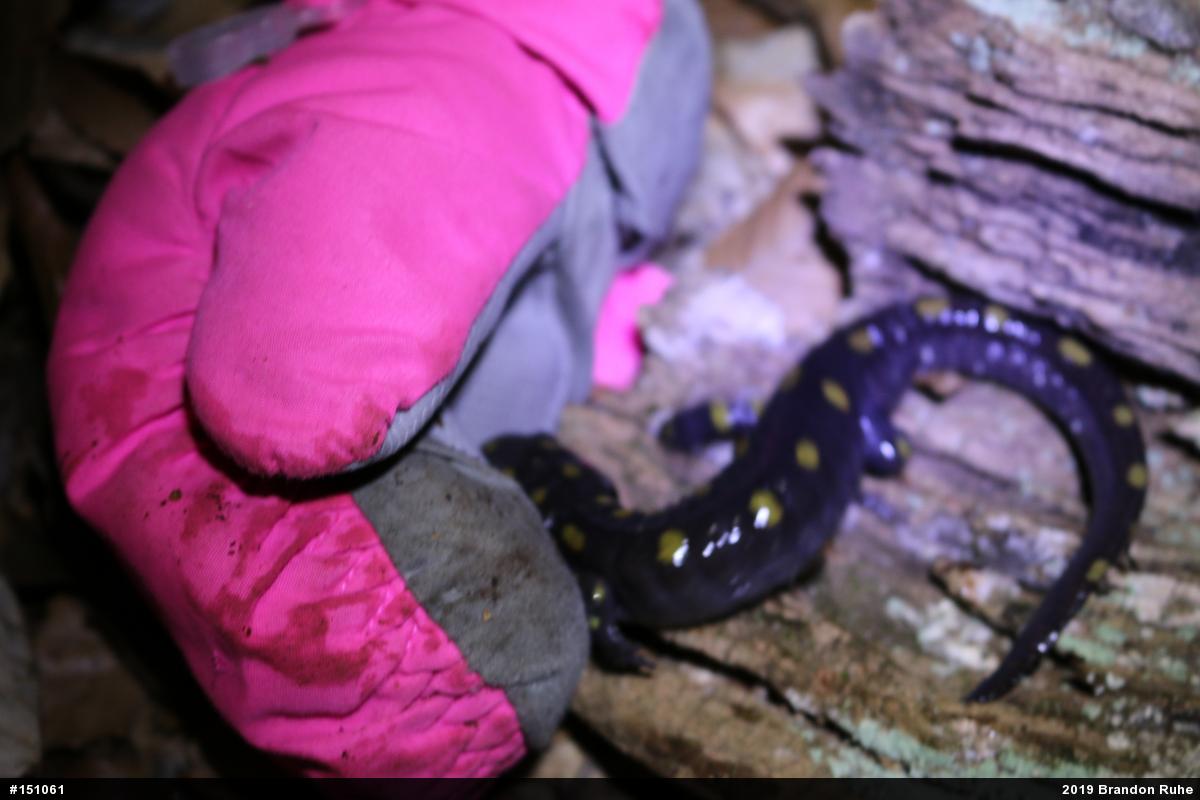 Spotted Salamander