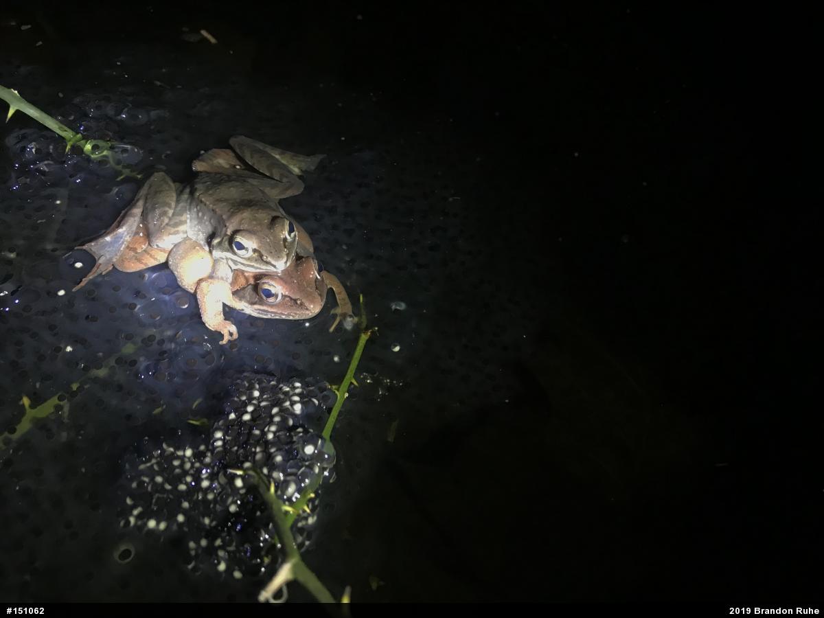 Wood Frog