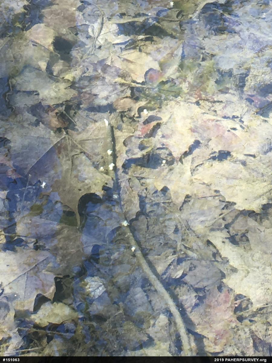 Mole Salamanders