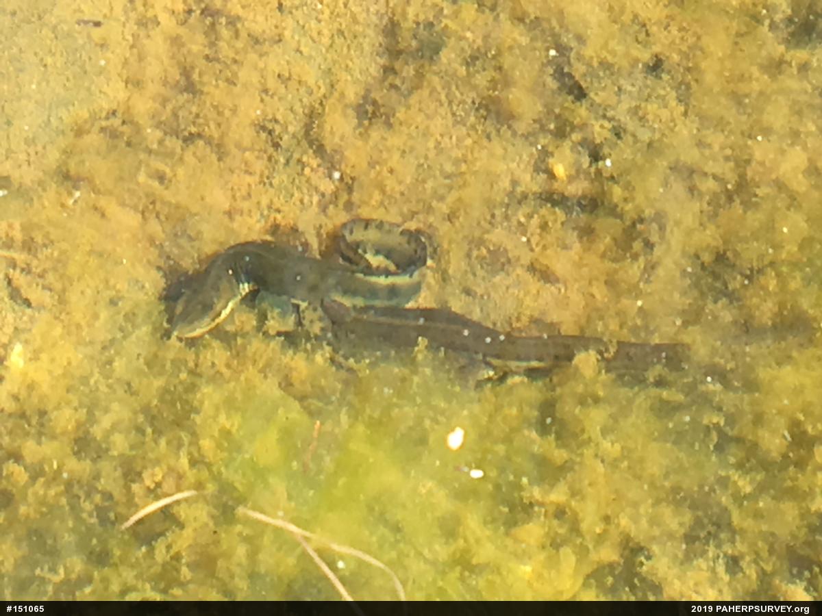 Red-spotted Newt
