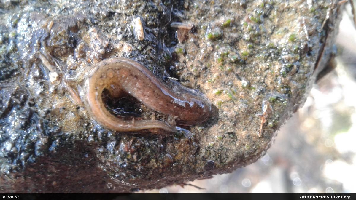 Northern Dusky Salamander