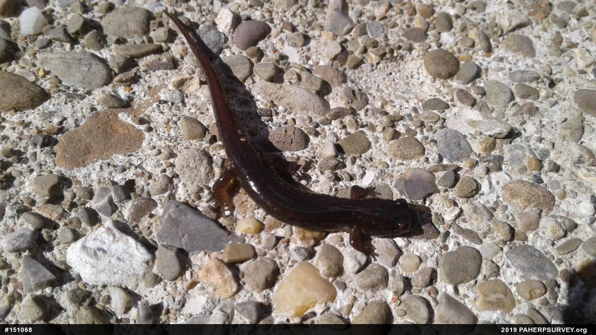 Northern Dusky Salamander