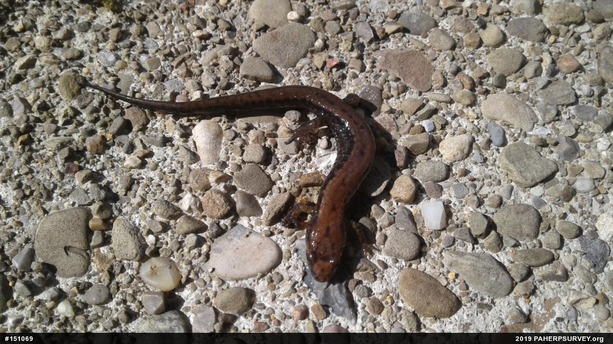 Allegheny Mountain Dusky Salamander