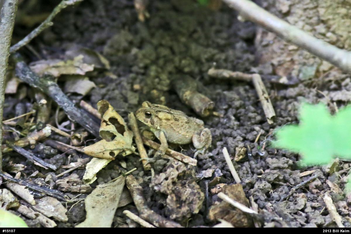 True Toads