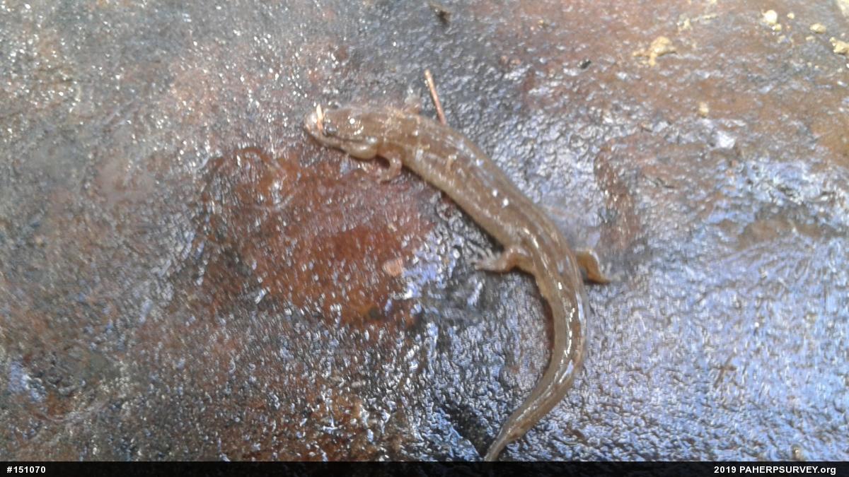 Northern Dusky Salamander