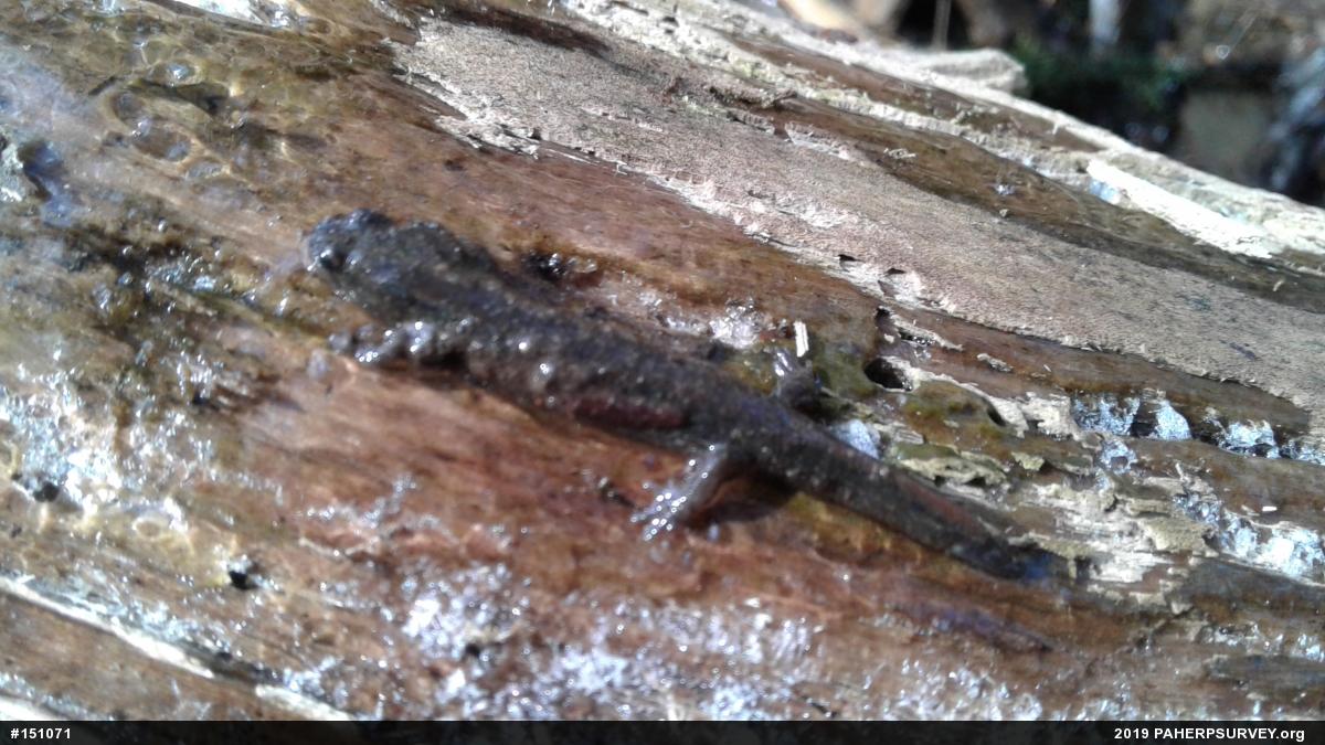 Northern Dusky Salamander